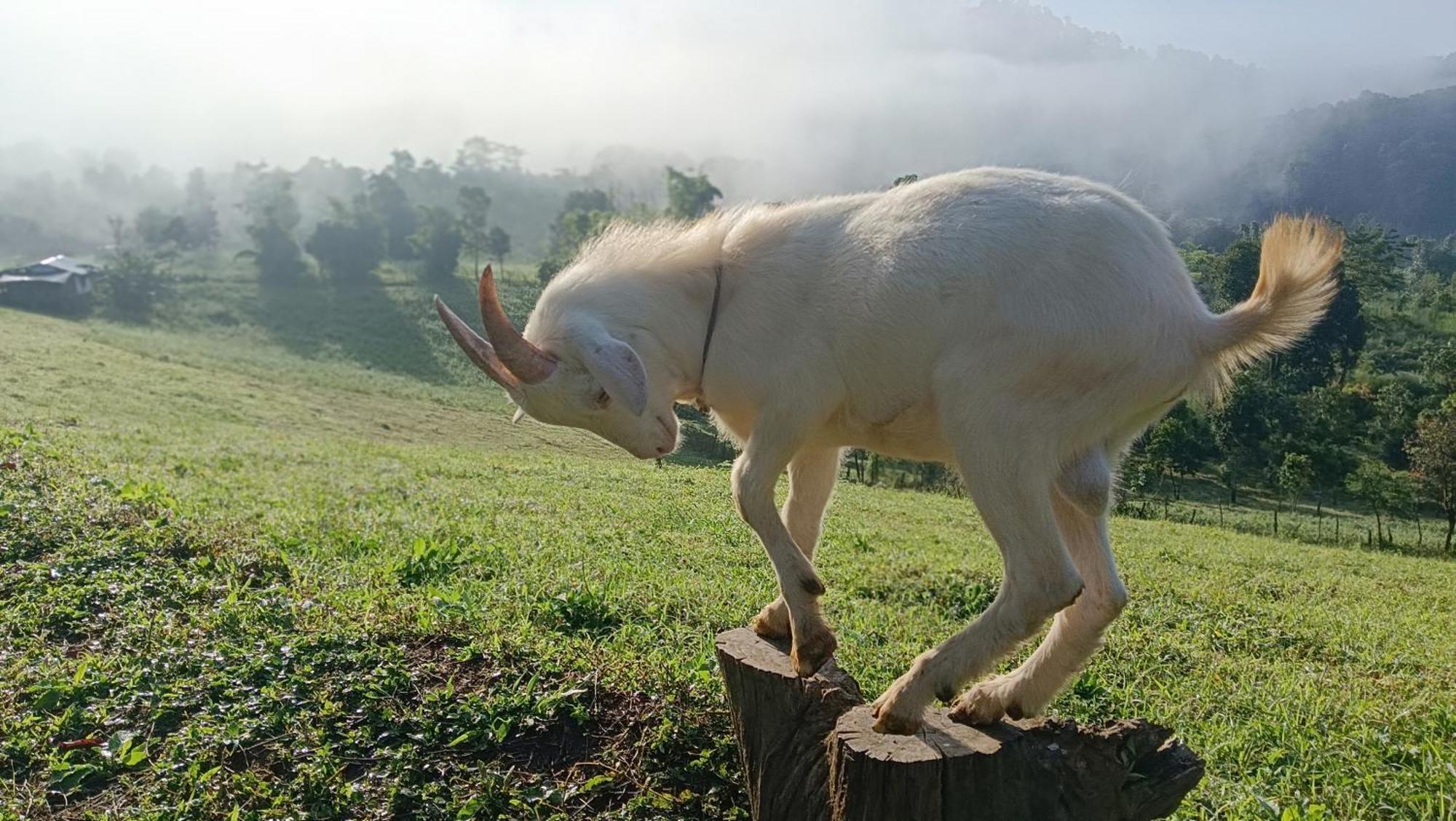 ไร่นิธิสุนทร Nithisoonthon Farmstay Мае Хонг Сон Екстериор снимка