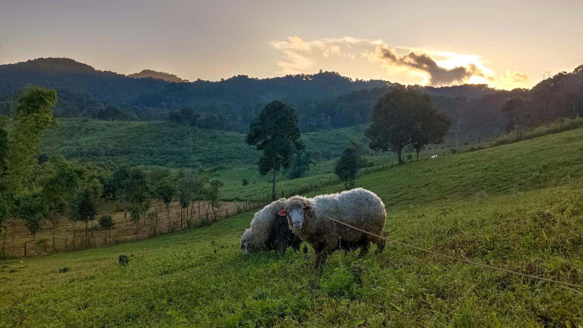 ไร่นิธิสุนทร Nithisoonthon Farmstay Мае Хонг Сон Екстериор снимка