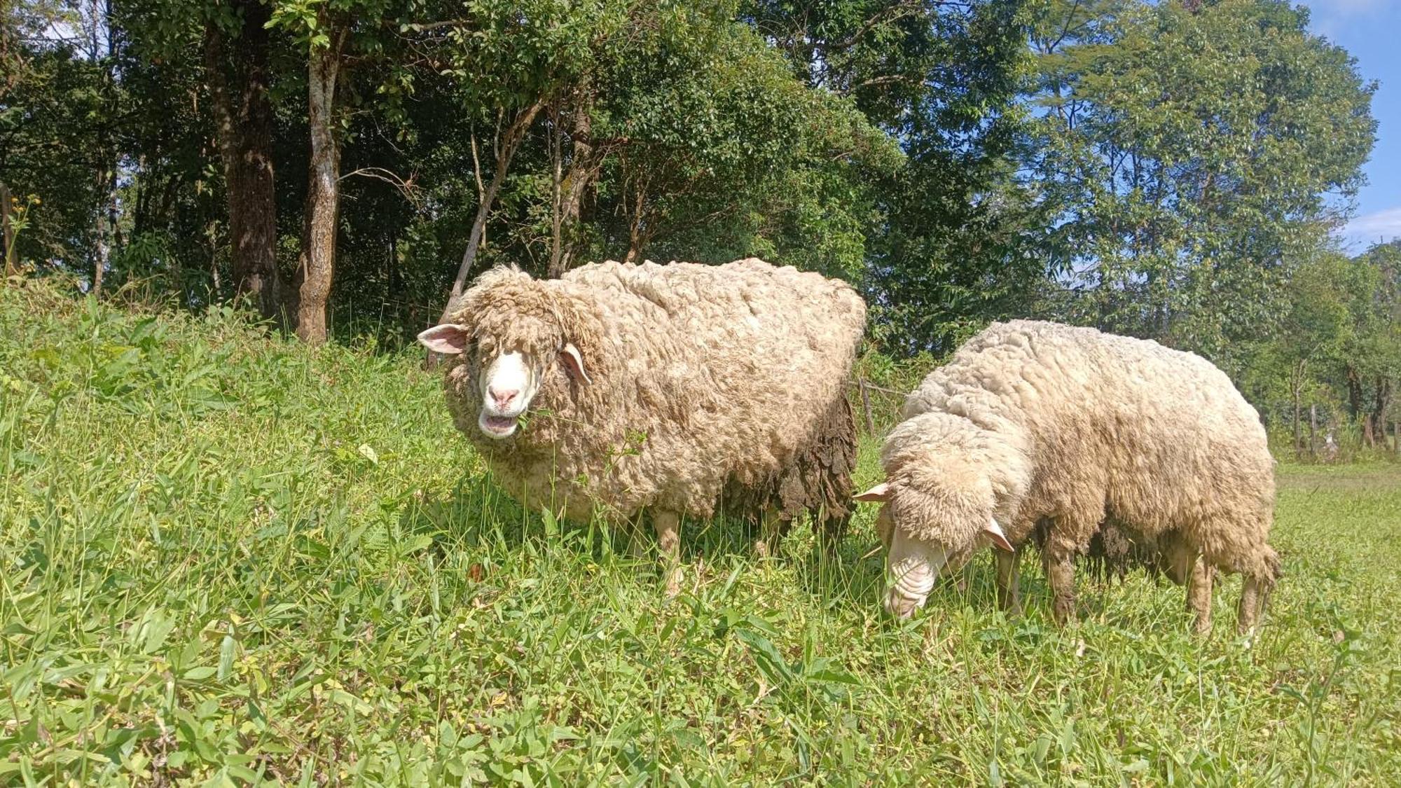 ไร่นิธิสุนทร Nithisoonthon Farmstay Мае Хонг Сон Екстериор снимка